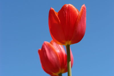 Close-up of red tulip against blue sky