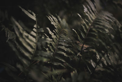 Close-up of leaves