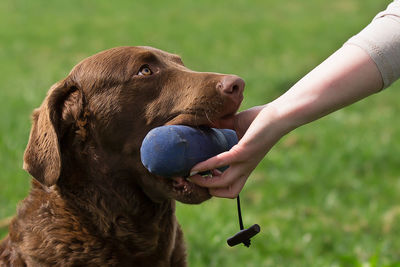 Close-up of dog in toy in mouth