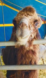 Close-up portrait of an animal