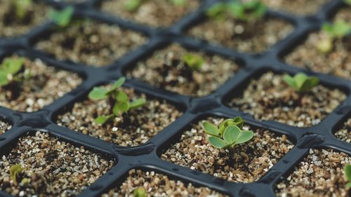 Full frame shot of seedling tray