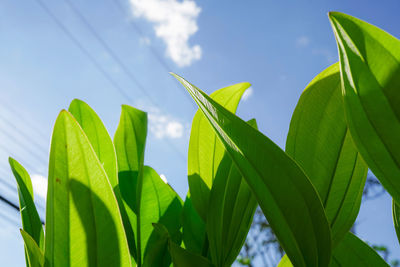 Low angle view of leaves against sky