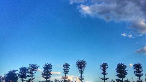 Low angle view of palm trees against blue sky