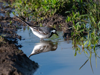 Bird flying over lake