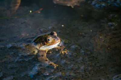 Frogs spawning