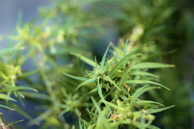 Asian boy with a cigarette marijuana in garden.