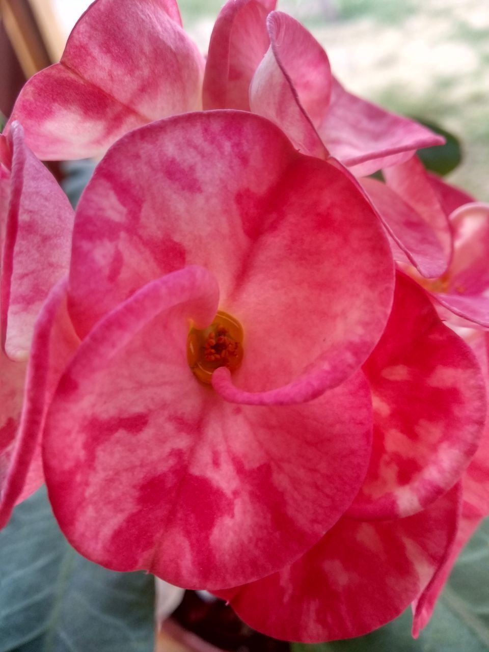 CLOSE-UP OF PINK ROSE IN BLOOM