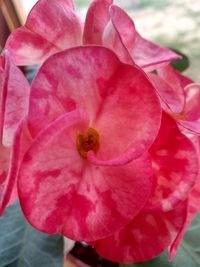 Close-up of pink rose