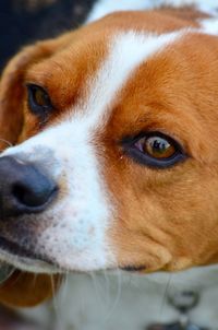 Close-up portrait of dog