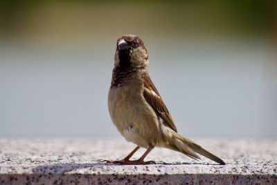 Sparrow with menacing look at granite border