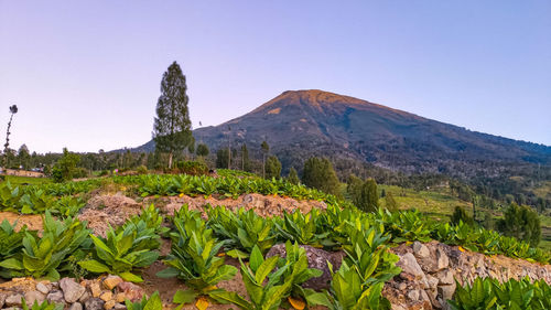 Scenic view of mountains against clear sky