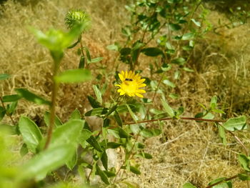 Close-up of yellow flowering plant on field