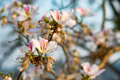 Close-up of pink cherry blossoms