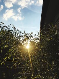 Sun shining through trees