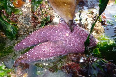 Close-up of starfish in sea