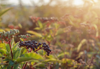 Ripe black elderberries on the bushes in the sun. blurred focus, medicinal plants.