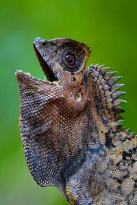 Close-up of lizard