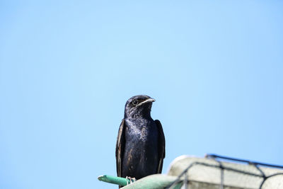 Low angle view of bird perching against clear sky