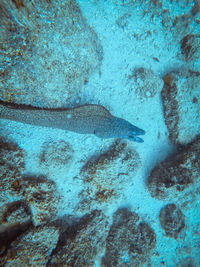 High angle view of fish underwater