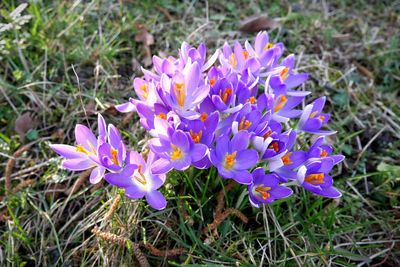 Close-up of purple flowers blooming in field