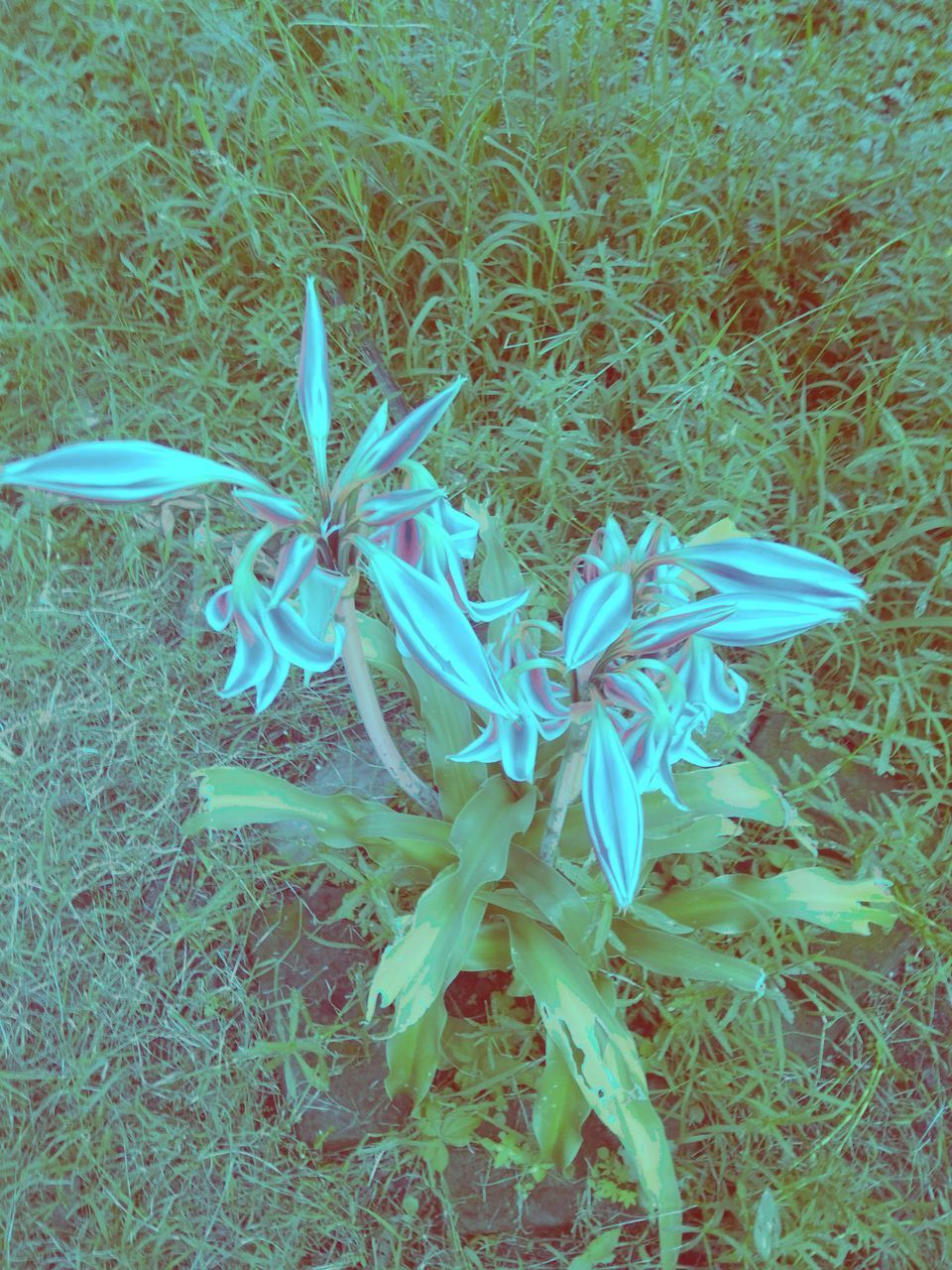 HIGH ANGLE VIEW OF BLUE FLOWERING PLANT ON FIELD