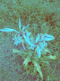 High angle view of flowering plant on field