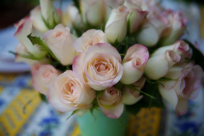 Close-up of pink rose