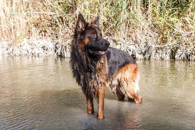 Dog in a lake