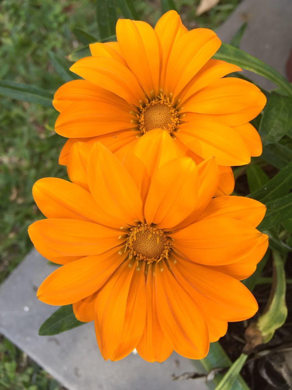 CLOSE-UP OF FRESH ORANGE FLOWER BLOOMING IN GARDEN