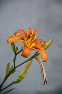 Close-up of day lily blooming outdoors