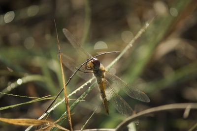 Close-up of dragonfly on plant