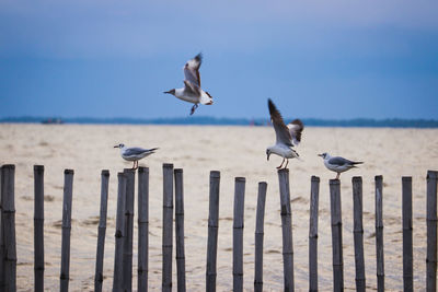 Seagulls flying over sea against sky