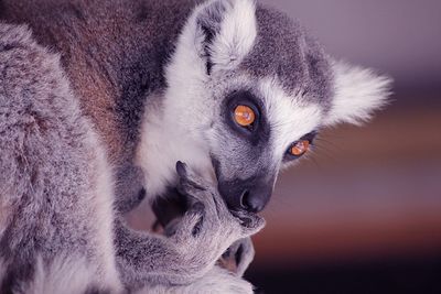 Lemur biting om finger