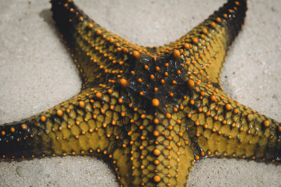 Close-up of lizard on sand