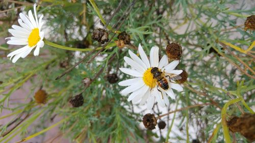 Close-up of white flowers blooming outdoors