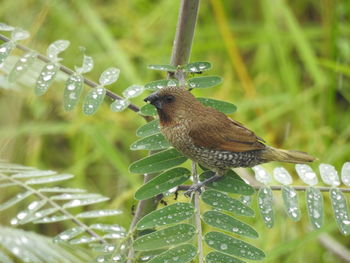 Close-up of wet leaf