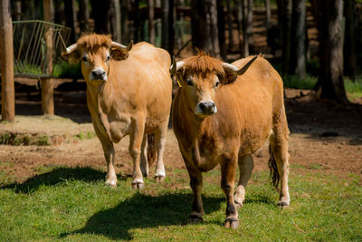 Cow standing on field