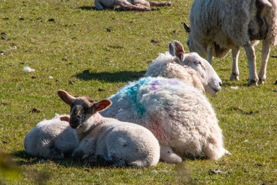 Sheep with lamb on field