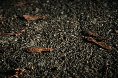 High angle view of crab on dry land