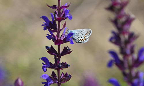 Close-up of butterfly on purple flowers