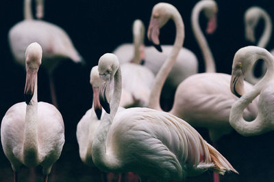 Close-up of flamingoes