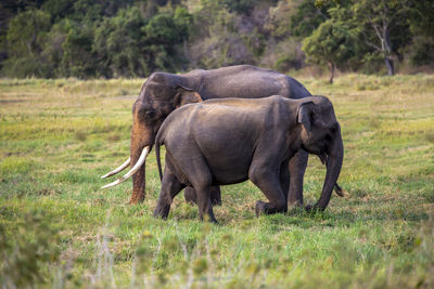 Sri lankaen elephant 