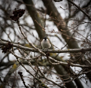 Low angle view of bird perching on branch