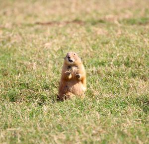 Monkey sitting on field