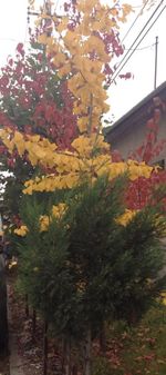 Low angle view of plants