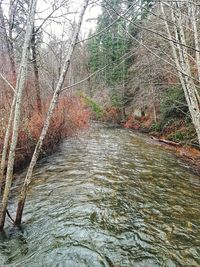 View of river flowing through forest