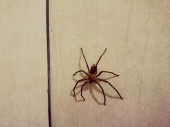 Close-up of spider on wall