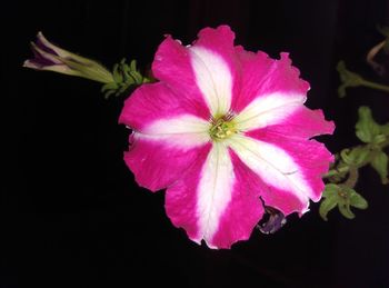 Close-up of pink flower blooming against black background