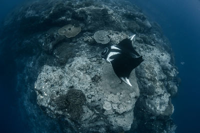 Fish swimming in sea