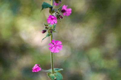 Close-up of pink flowering plant